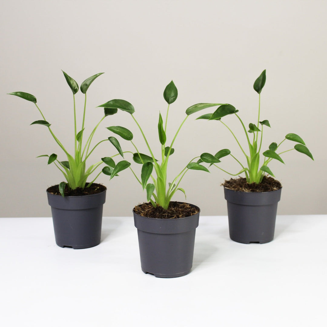 Alocasia Tiny Dancer Foliage Dreams