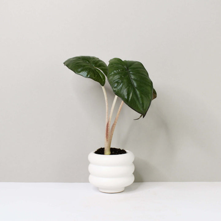 Alocasia Yucatan Princess - young plant Foliage Dreams