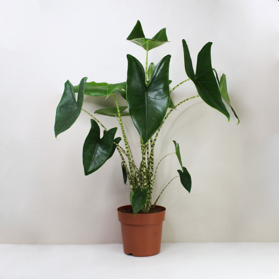 Alocasia Zebrina Foliage Dreams