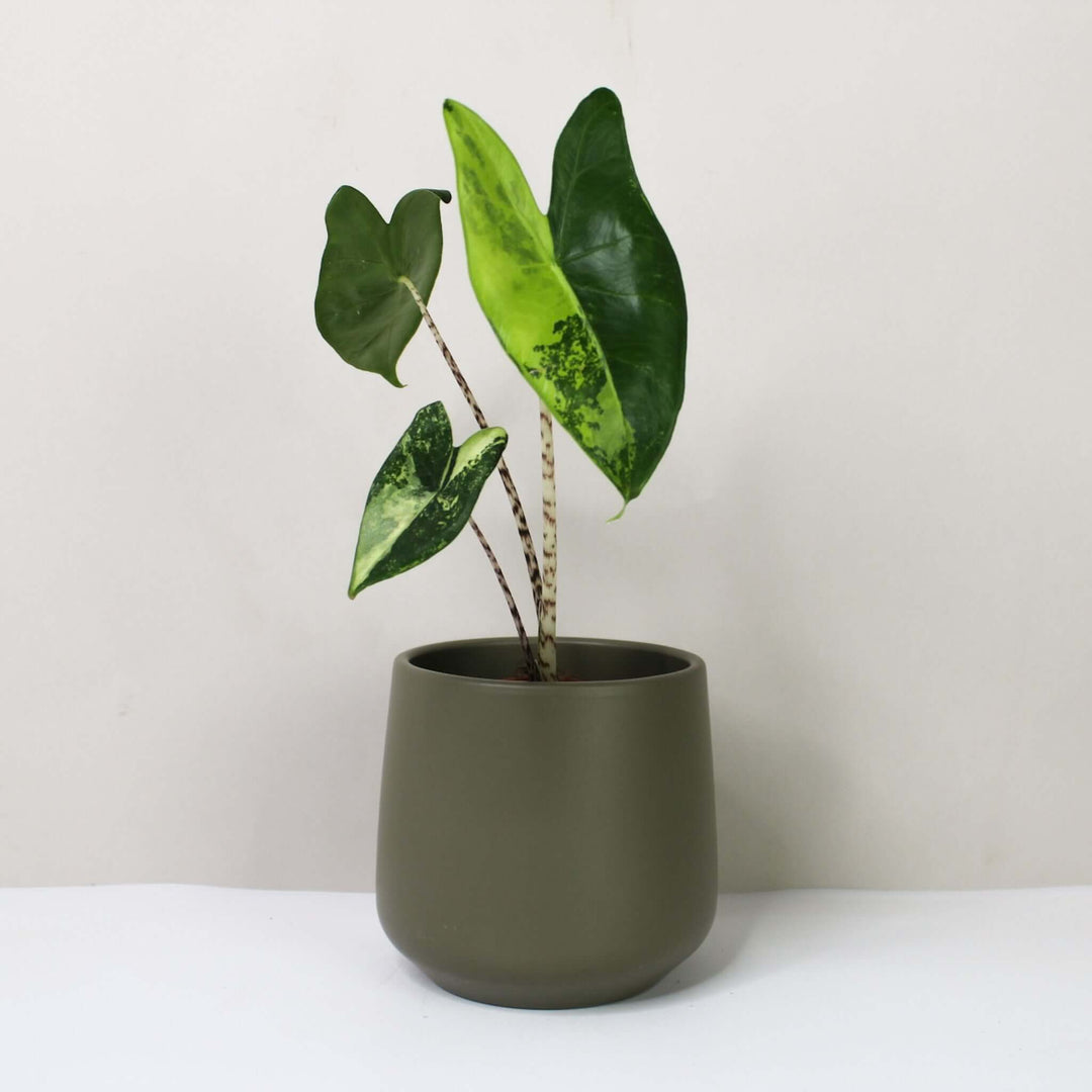 Alocasia Zebrina Variegata Foliage Dreams