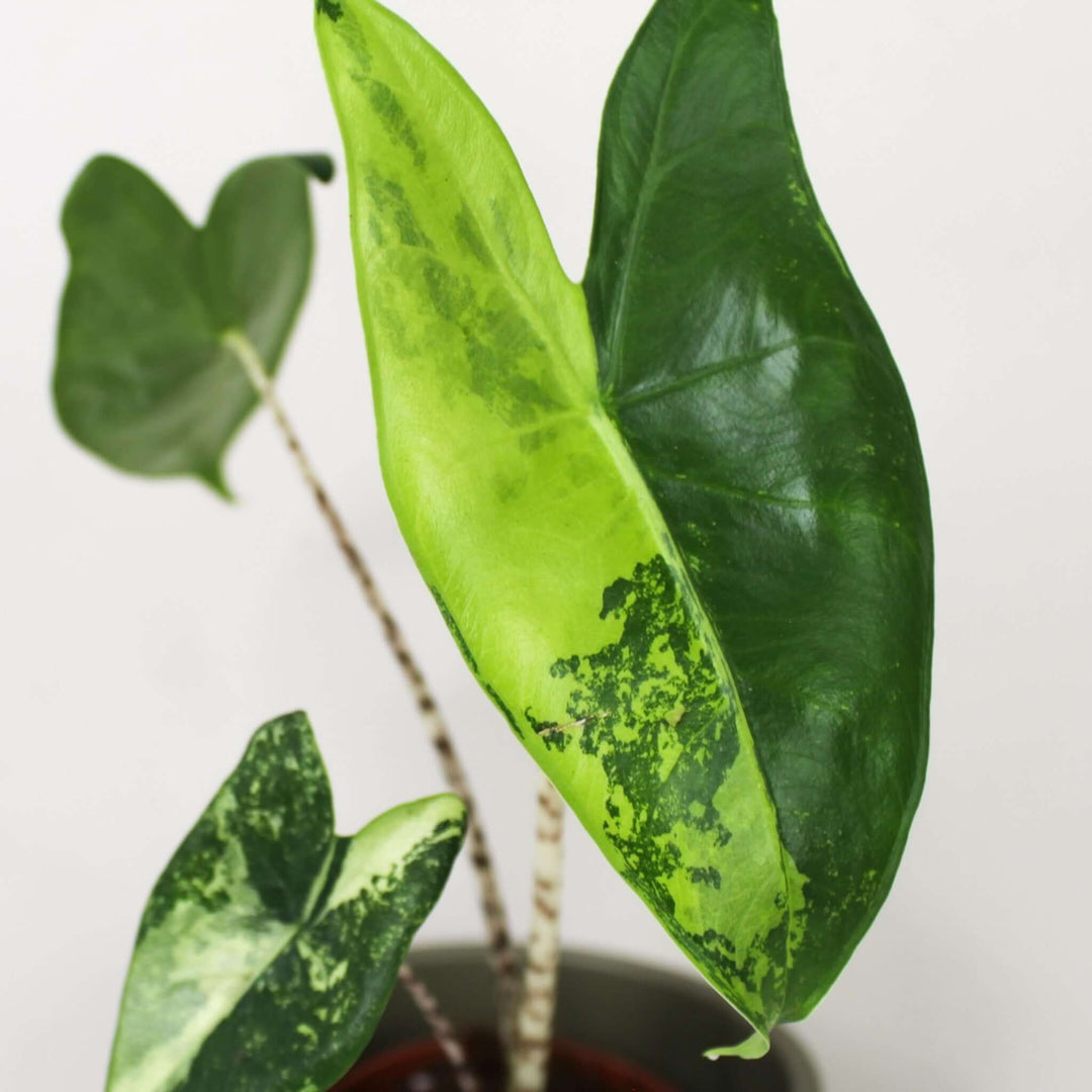 Alocasia Zebrina Variegata Foliage Dreams
