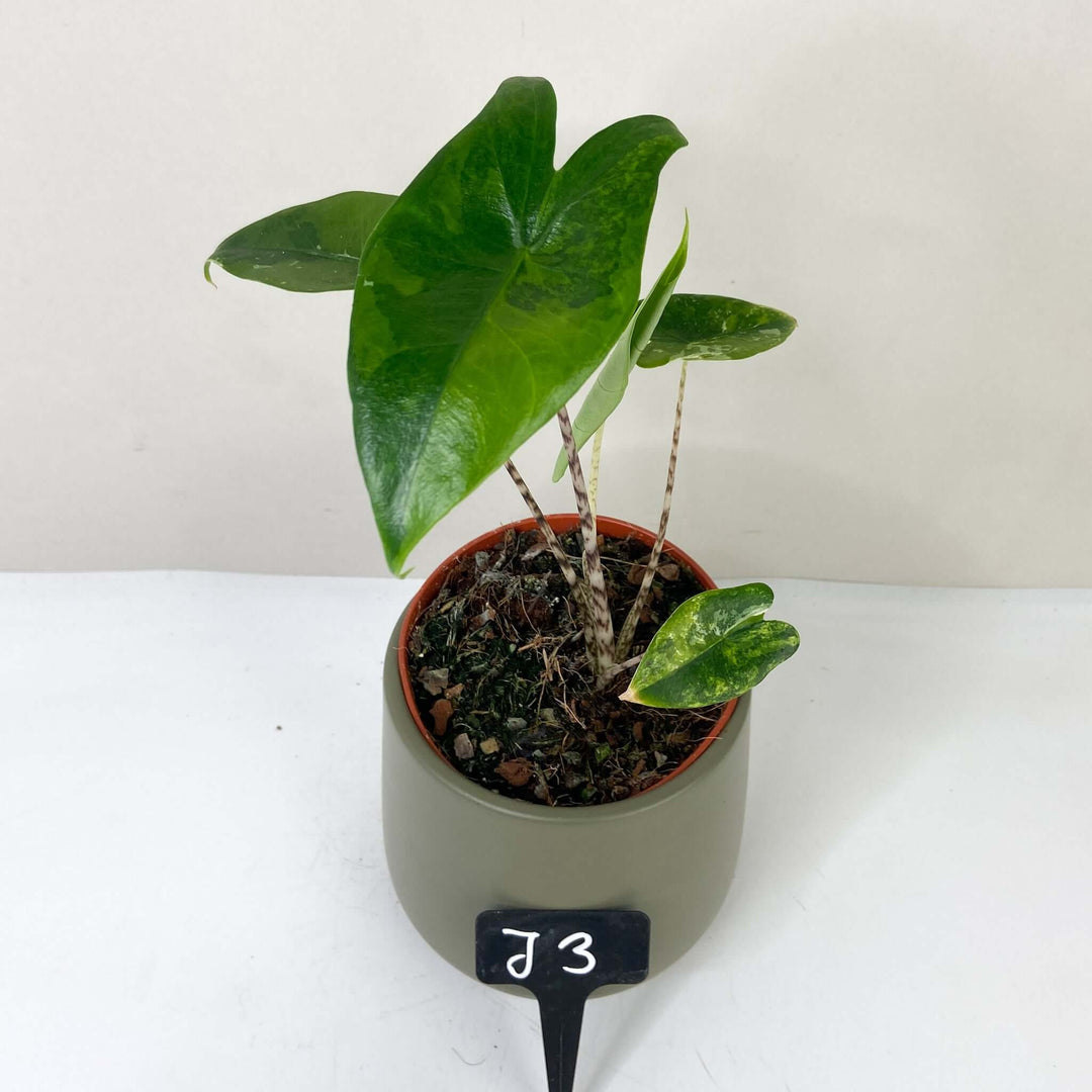 Alocasia Zebrina Variegata J3 Foliage Dreams