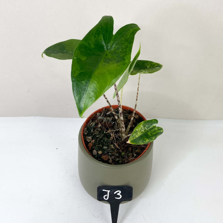 Alocasia Zebrina Variegata J3 Foliage Dreams