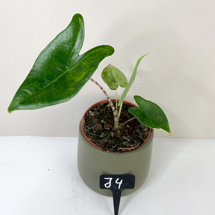 Alocasia Zebrina Variegata J4 Foliage Dreams