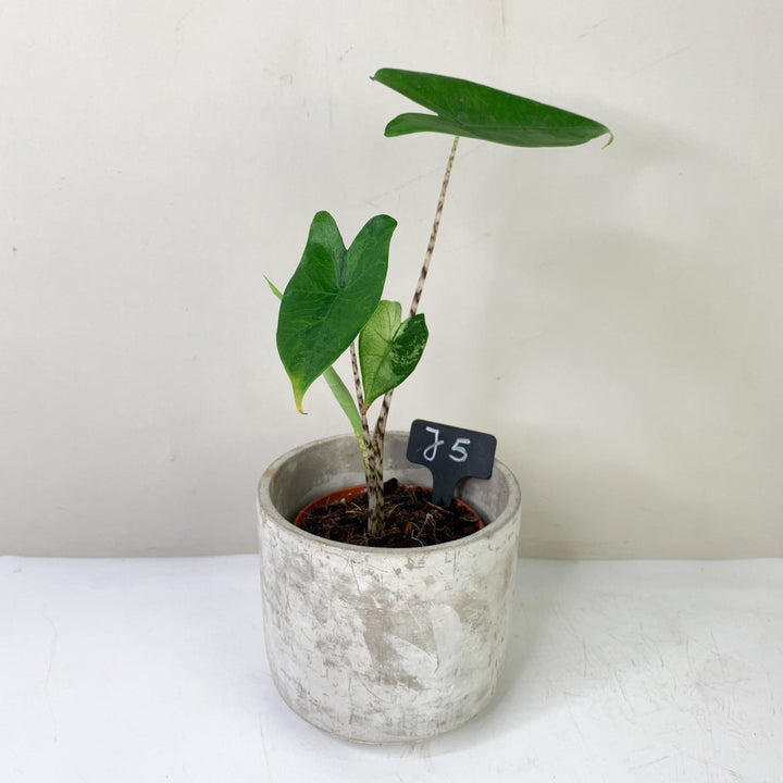 Alocasia Zebrina Variegata J5 Foliage Dreams
