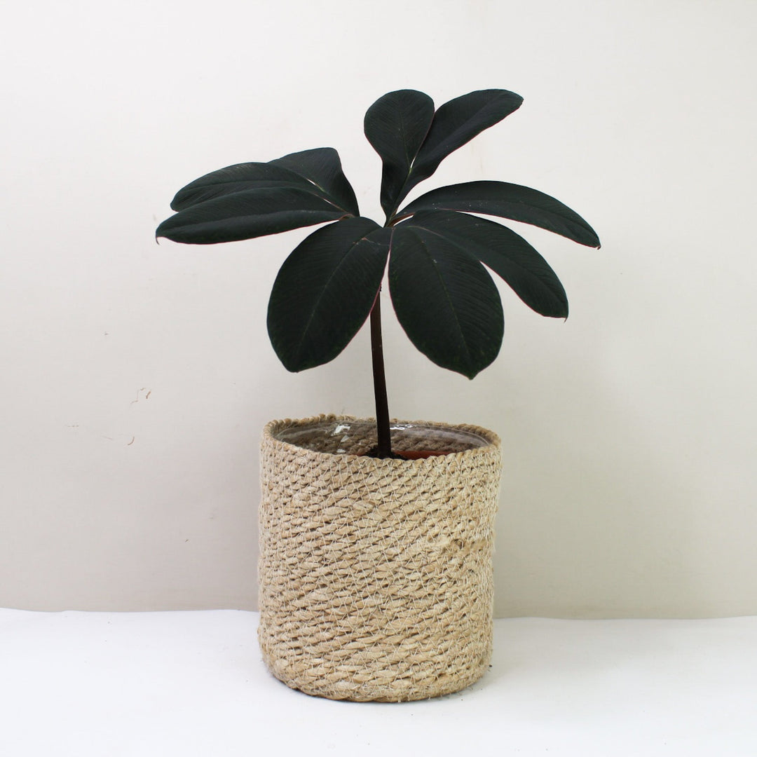 Amorphophallus Atroviridis Foliage Dreams