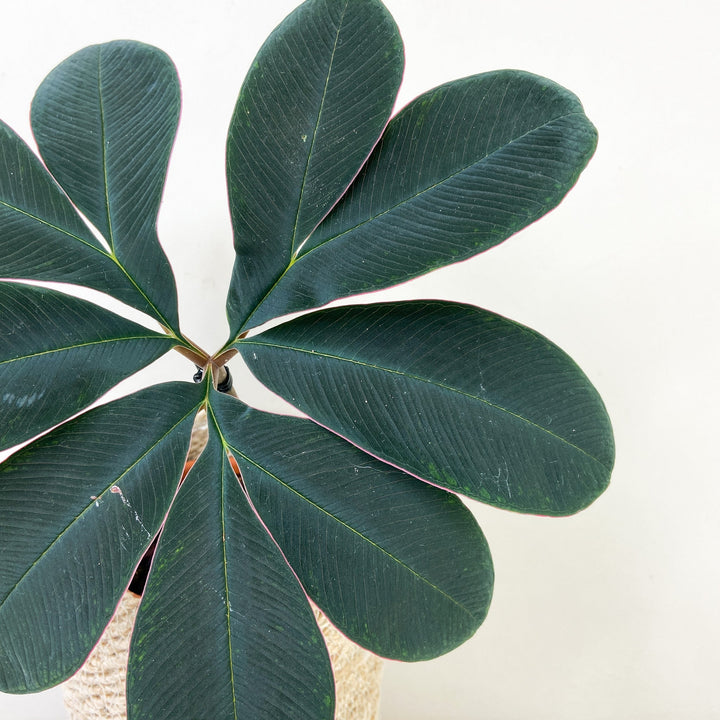 Amorphophallus Atroviridis Foliage Dreams