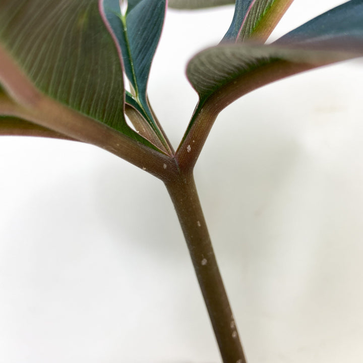 Amorphophallus Atroviridis Foliage Dreams