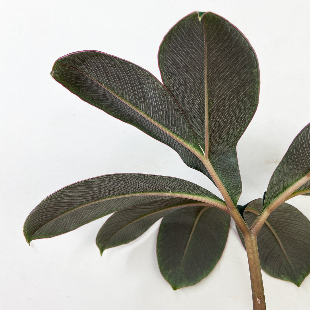Amorphophallus Atroviridis Foliage Dreams