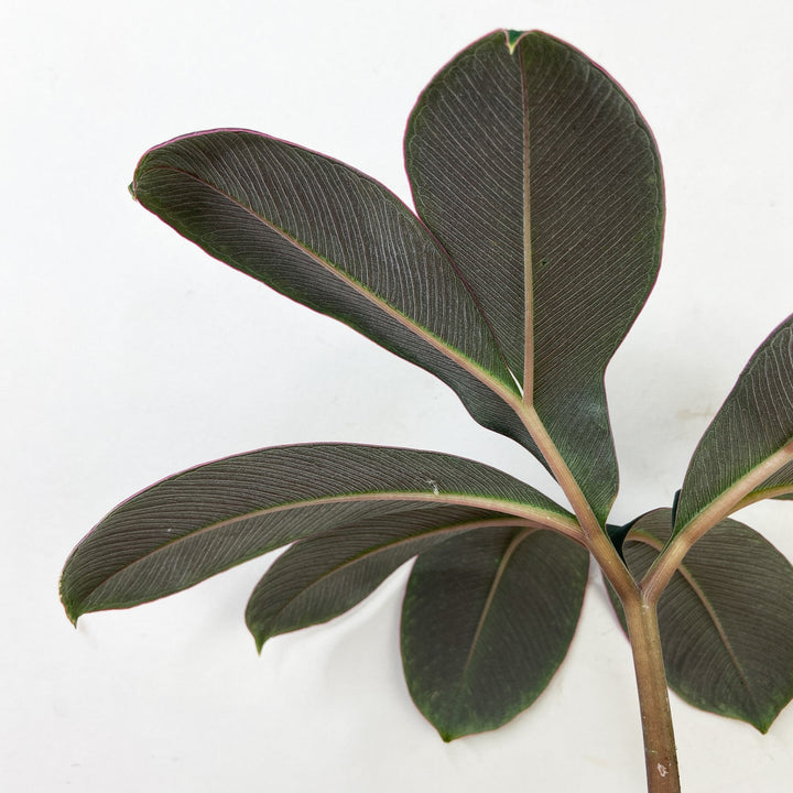 Amorphophallus Atroviridis Foliage Dreams