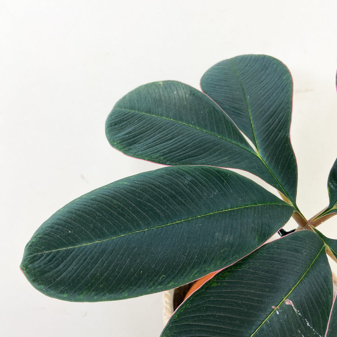Amorphophallus Atroviridis Foliage Dreams