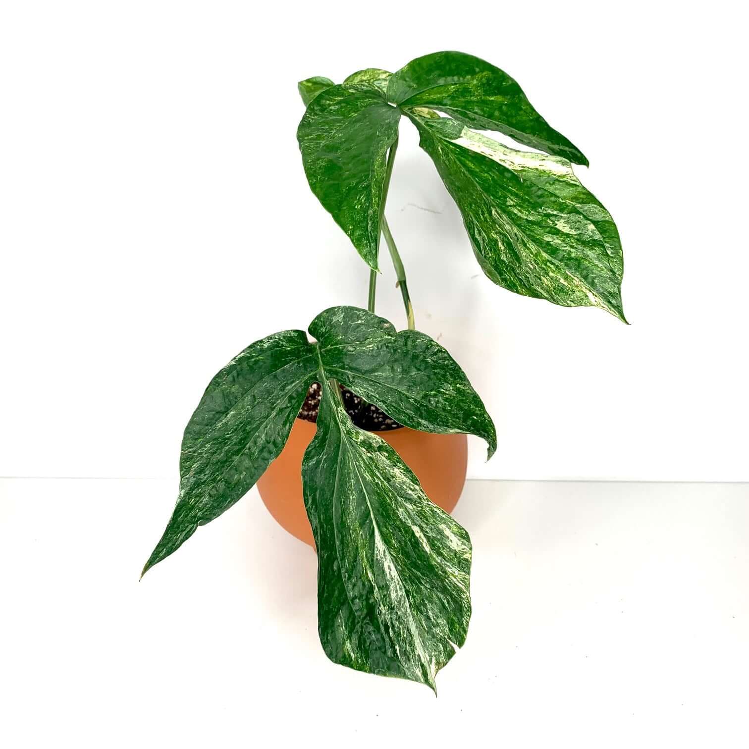 Amydrium Variegata – Foliage Dreams
