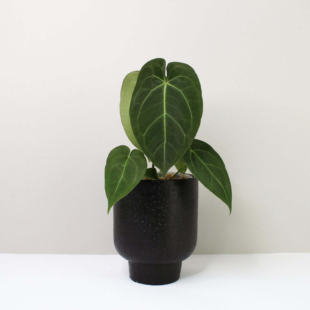 Anthurium Ace of Spades x (hybrid) Foliage Dreams