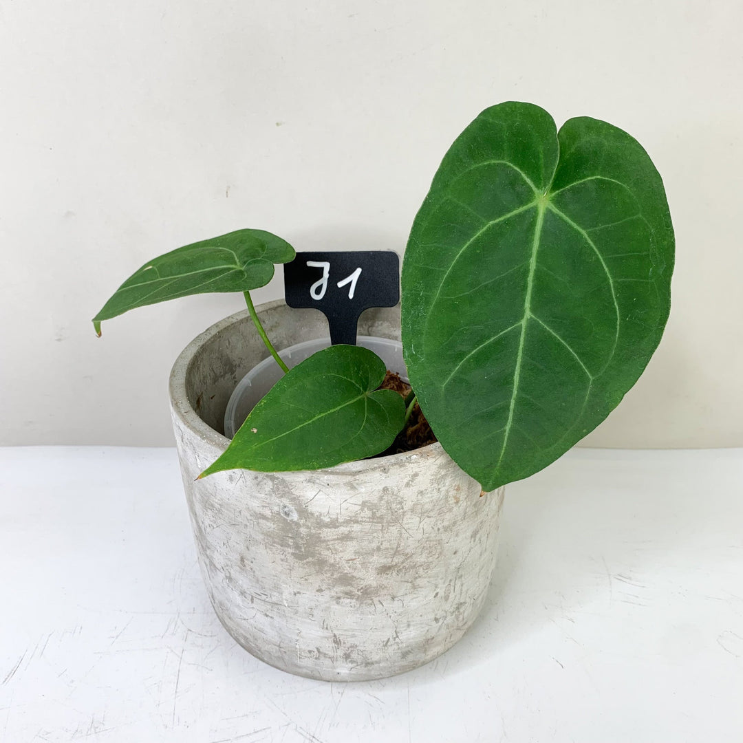 Anthurium Ace of Spades x (hybrid) J1 Foliage Dreams