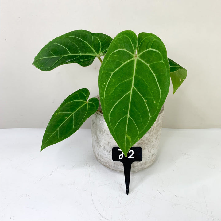 Anthurium Ace of Spades x (hybrid) J2 Foliage Dreams