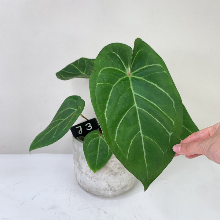 Anthurium Ace of Spades x (hybrid) J3 Foliage Dreams