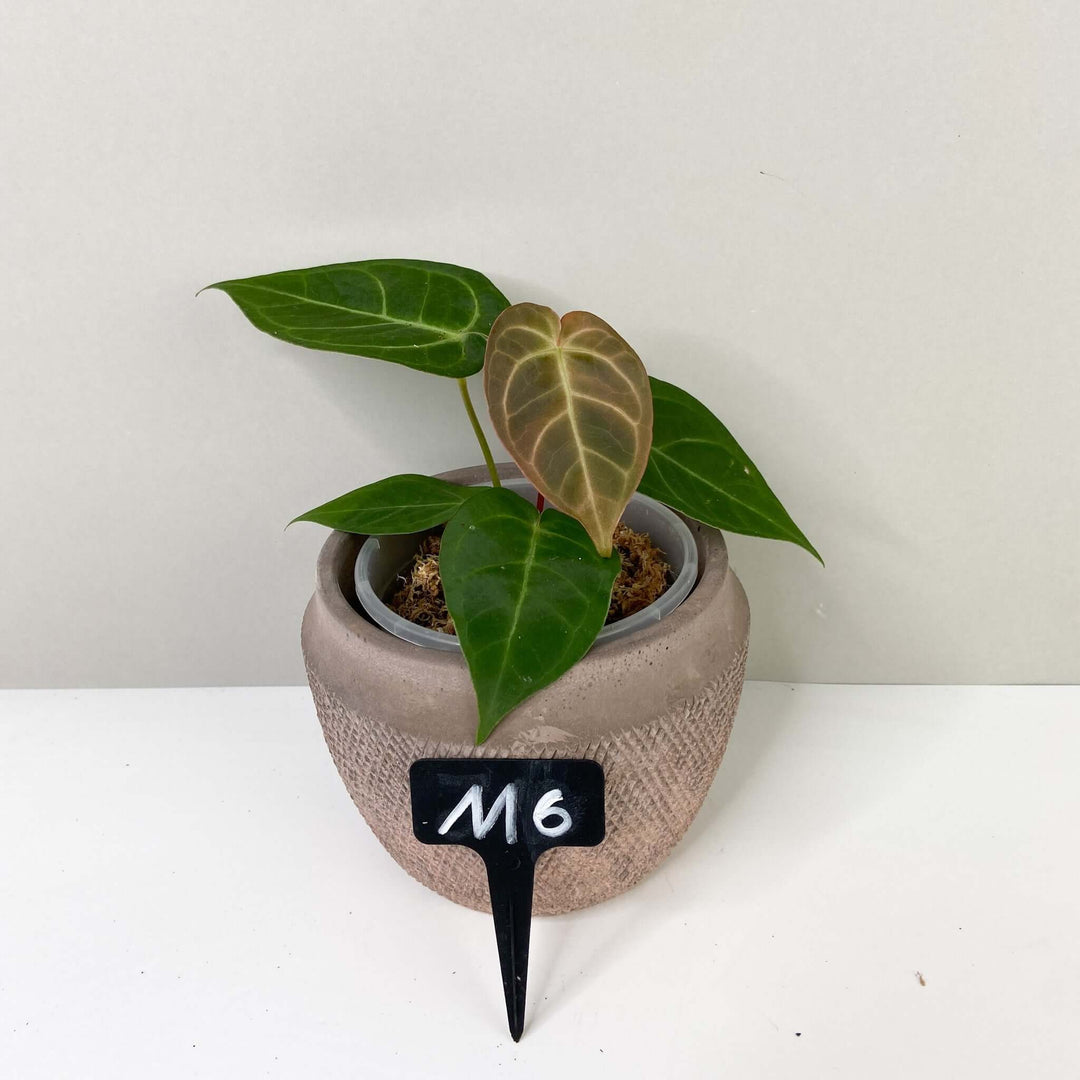 Anthurium Ace of Spades x (hybrid) M6 Foliage Dreams