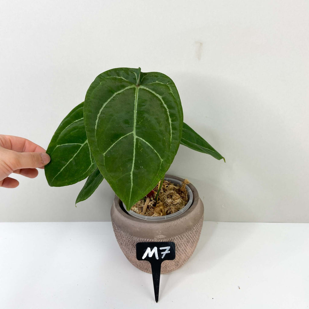 Anthurium Ace of Spades x (hybrid) M7 Foliage Dreams