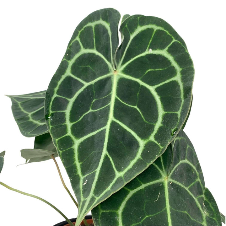 Anthurium Clarinervium (Herzblattblume) Foliage Dreams