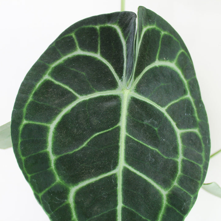 Anthurium Clarinervium (Herzblattblume) Foliage Dreams