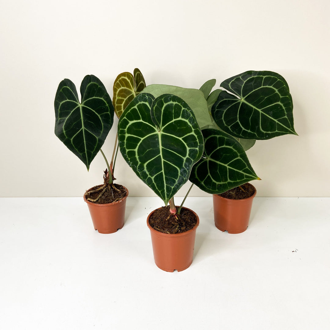 Anthurium Clarinervium (Herzblattblume) Foliage Dreams