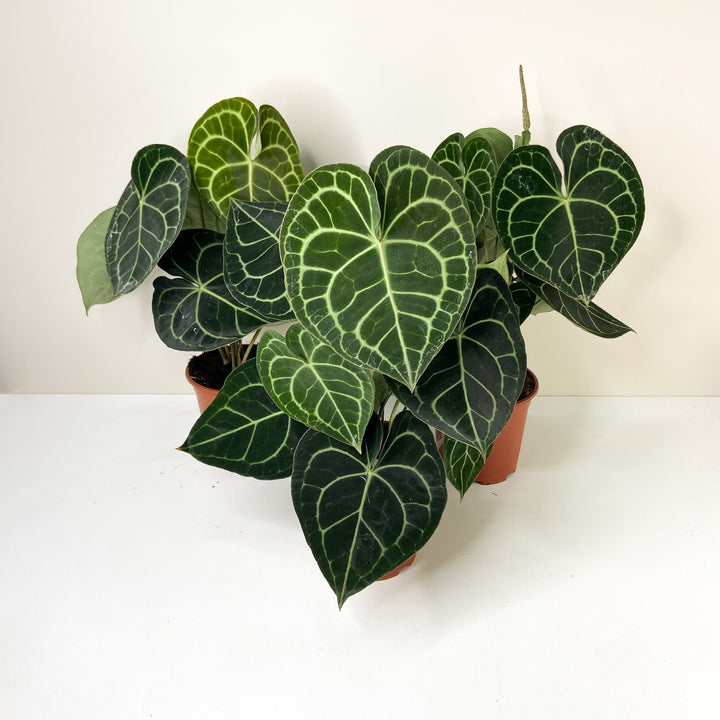Anthurium Clarinervium (Herzblattblume) Foliage Dreams