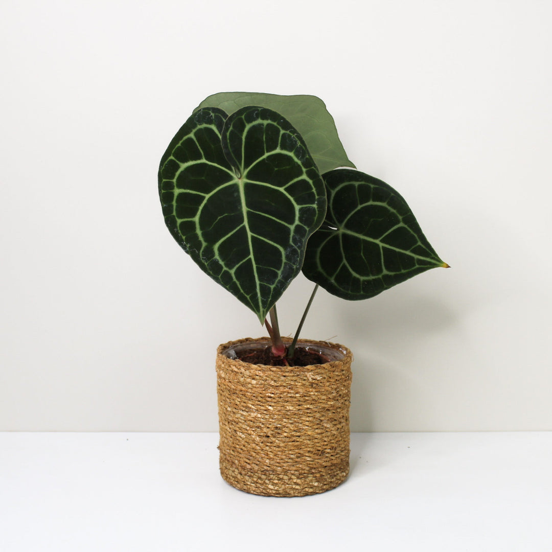 Anthurium Clarinervium (Herzblattblume) M / Korb braun Foliage Dreams