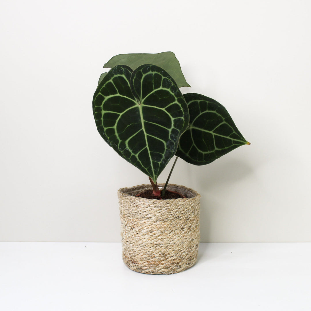 Anthurium Clarinervium (Herzblattblume) M / Korb creme Foliage Dreams
