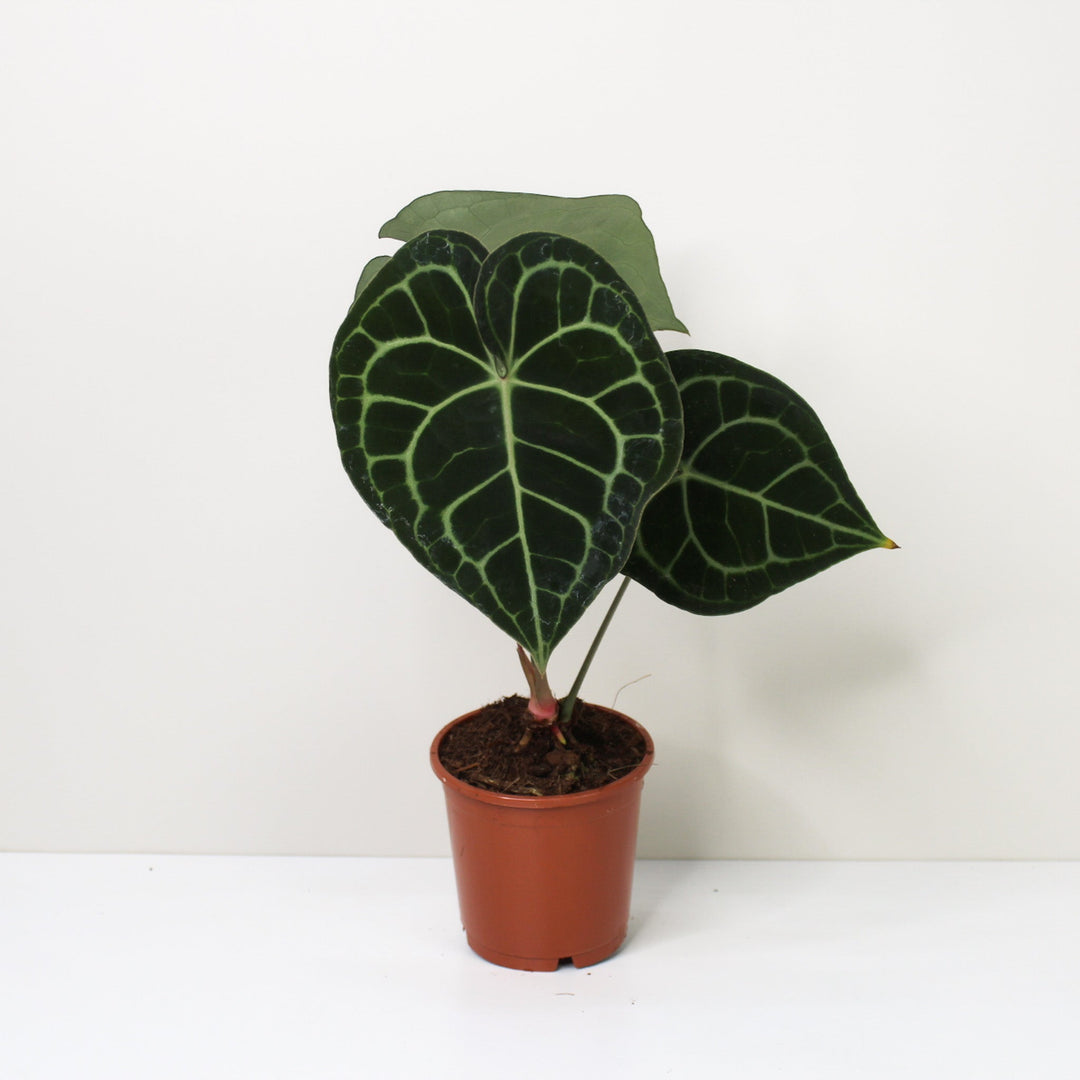 Anthurium Clarinervium (Herzblattblume) M / ohne Übertopf Foliage Dreams
