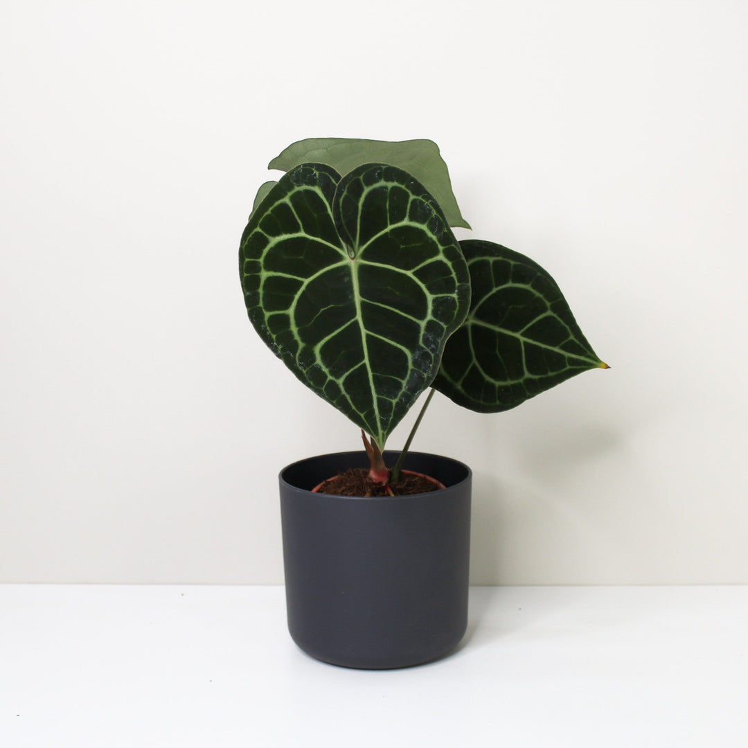 Anthurium Clarinervium (Herzblattblume) M / Topf anthrazit Foliage Dreams