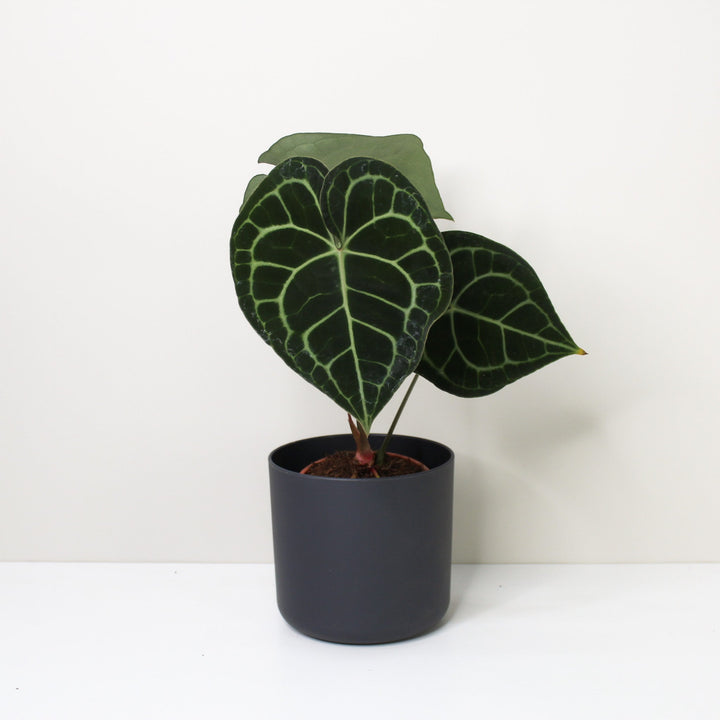 Anthurium Clarinervium (Herzblattblume) M / Topf anthrazit Foliage Dreams