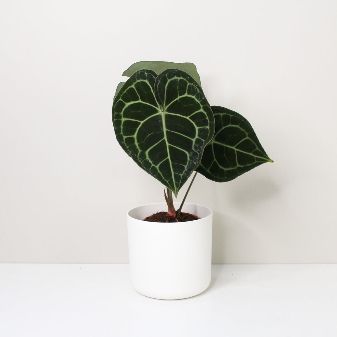 Anthurium Clarinervium (Herzblattblume) M / Topf weiß Foliage Dreams