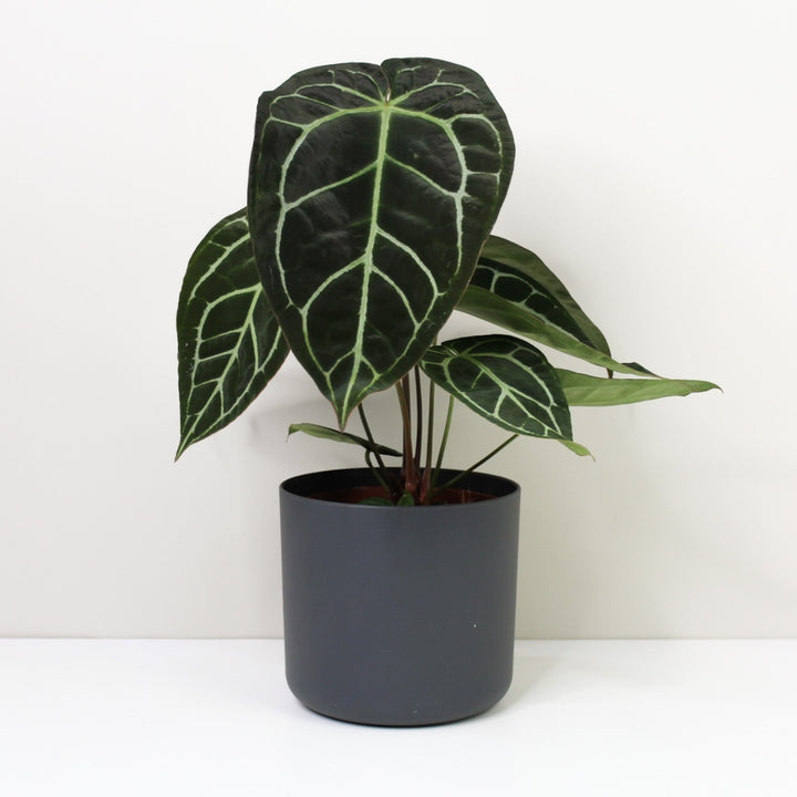 Anthurium Crystallinum Foliage Dreams