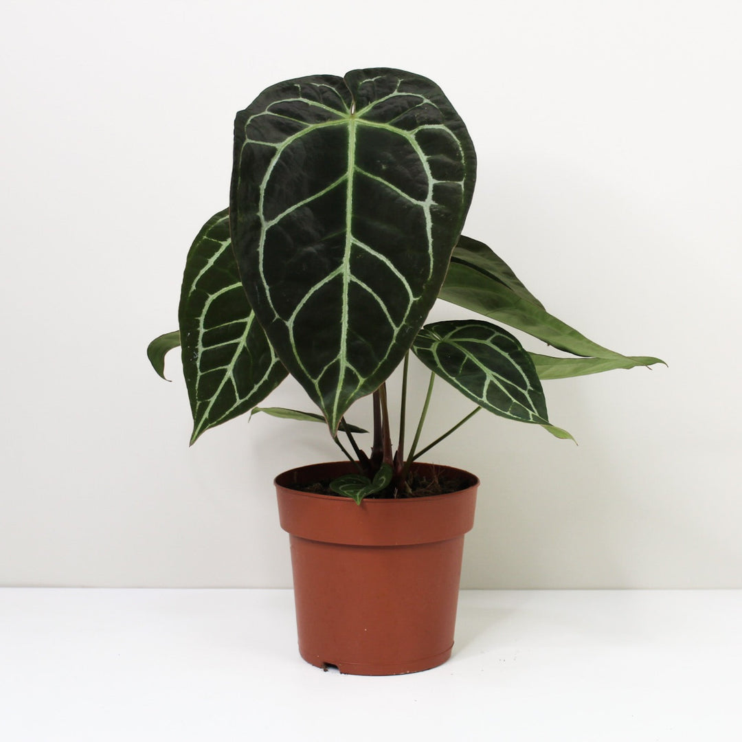 Anthurium Crystallinum Foliage Dreams