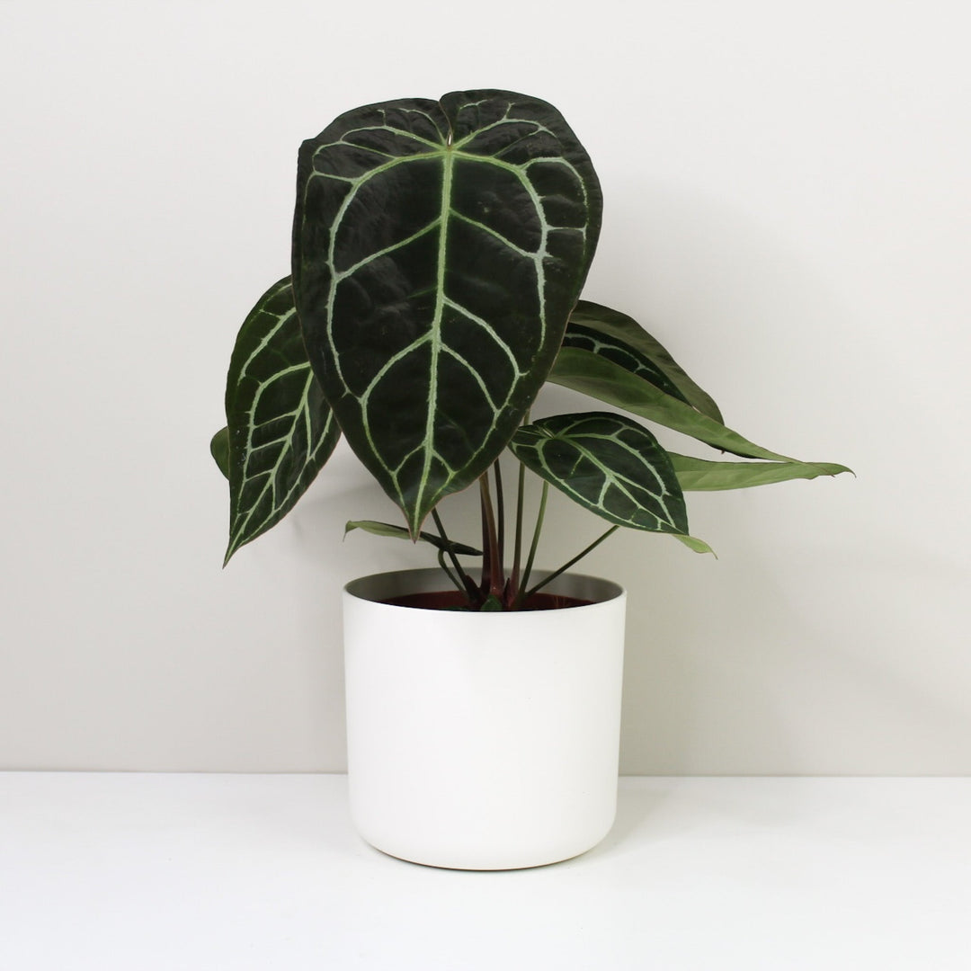 Anthurium Crystallinum Foliage Dreams