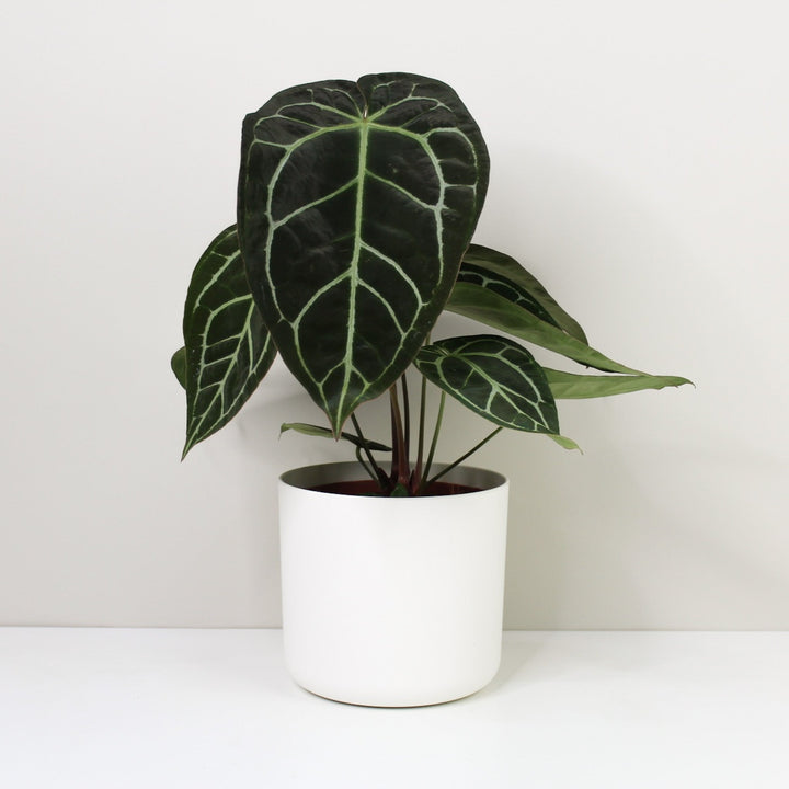Anthurium Crystallinum Foliage Dreams