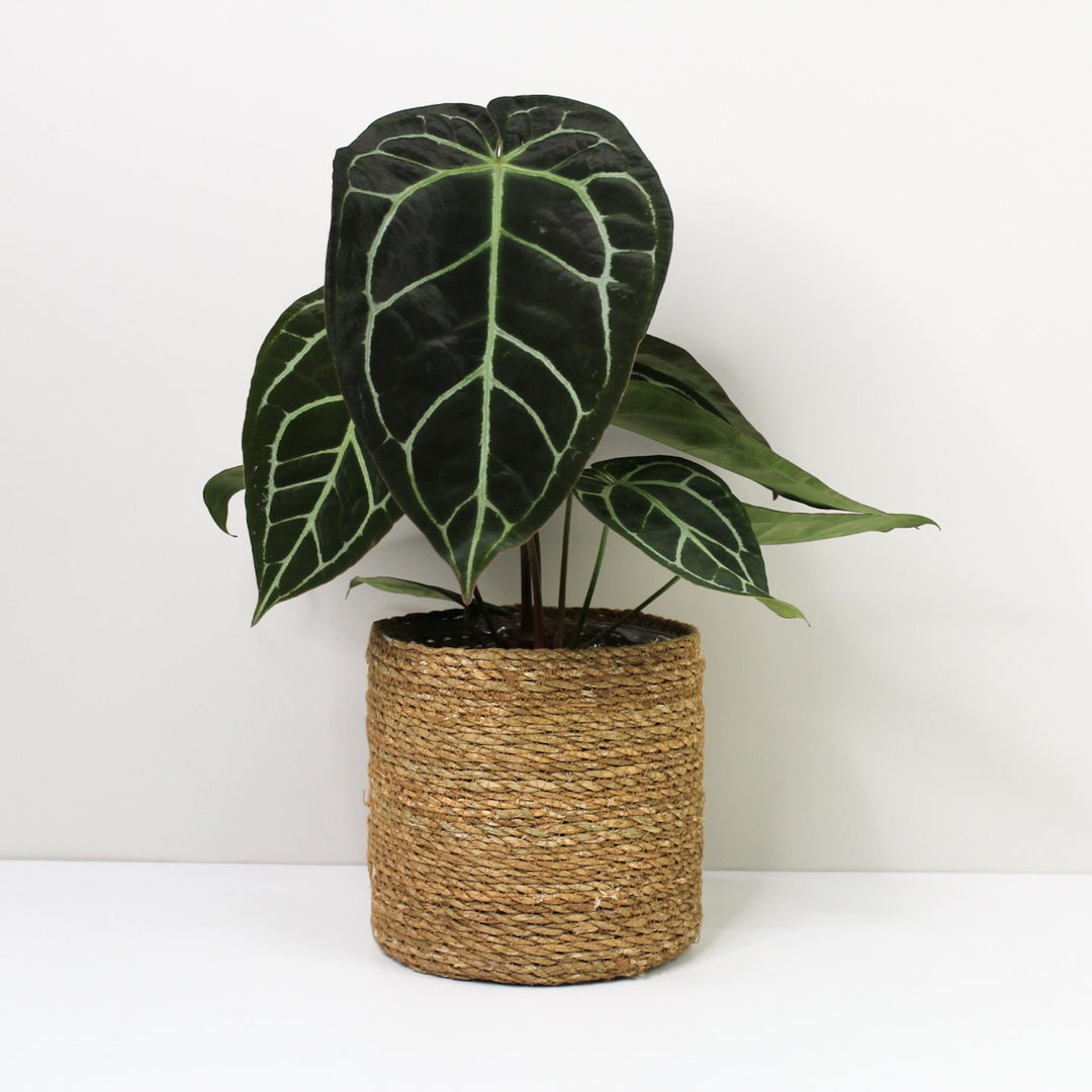 Anthurium Crystallinum Foliage Dreams