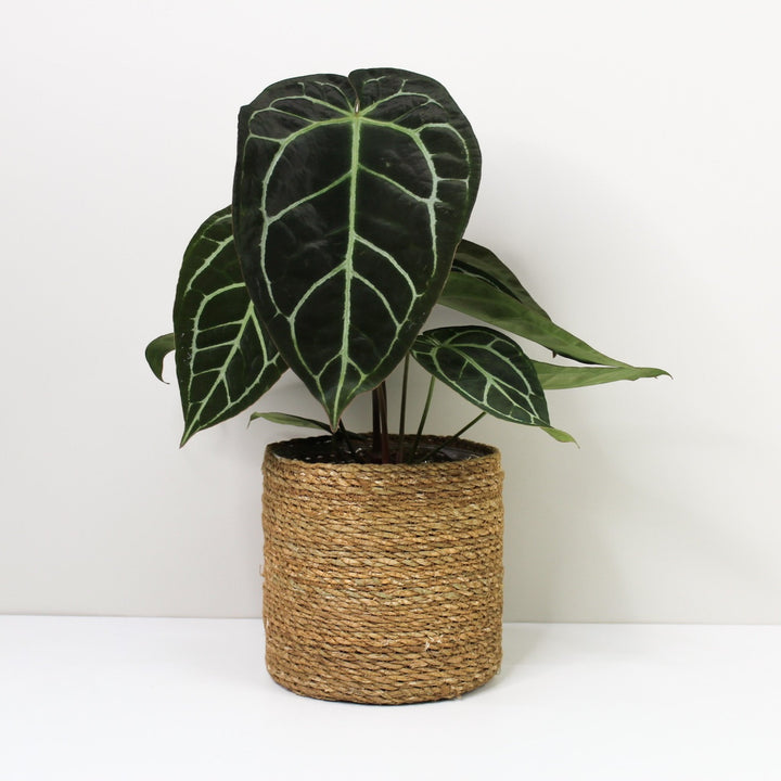 Anthurium Crystallinum Foliage Dreams