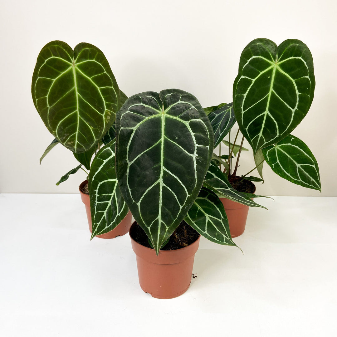 Anthurium Crystallinum Foliage Dreams