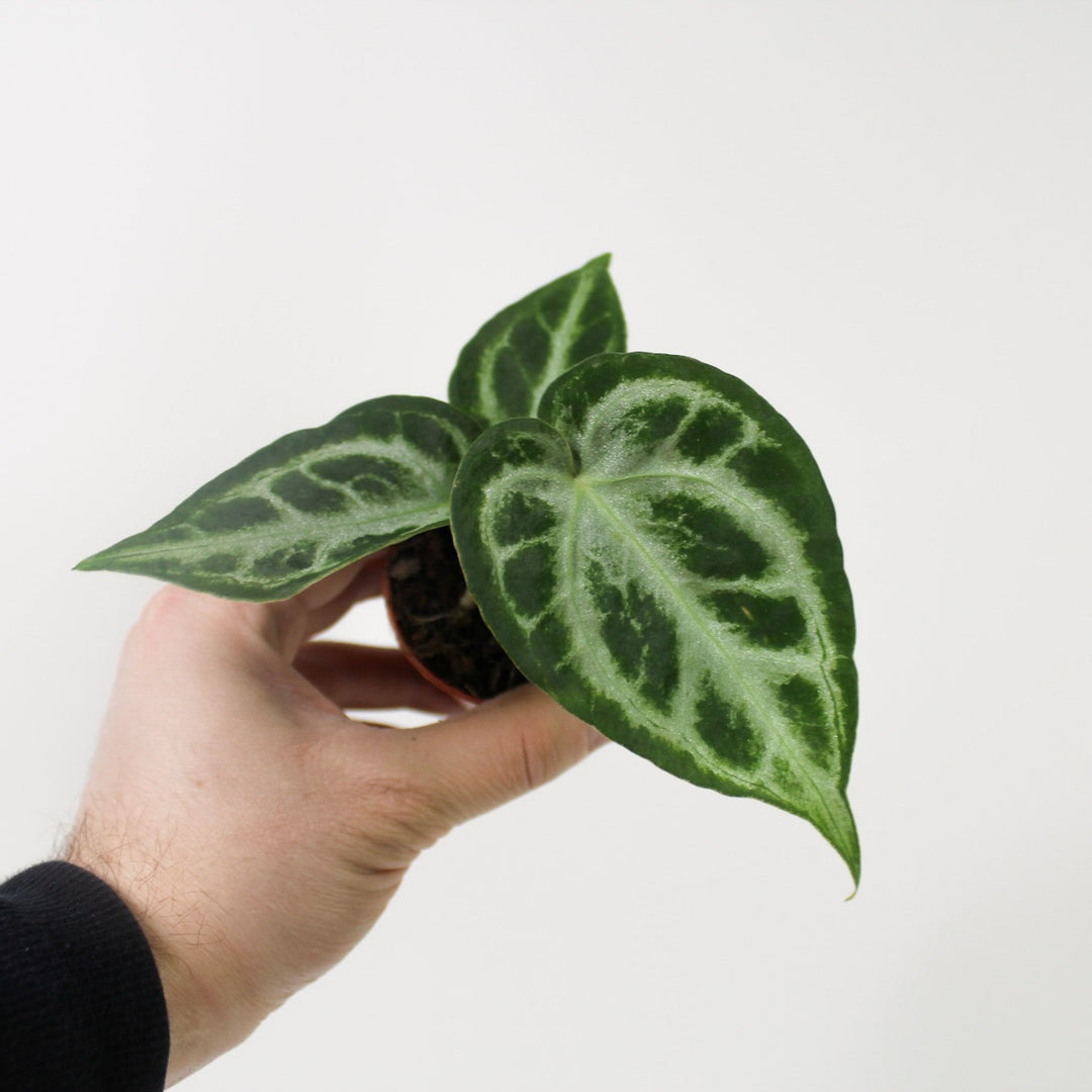 Anthurium Crystallinum 'Silver Blush' (Babypflanze) Foliage Dreams