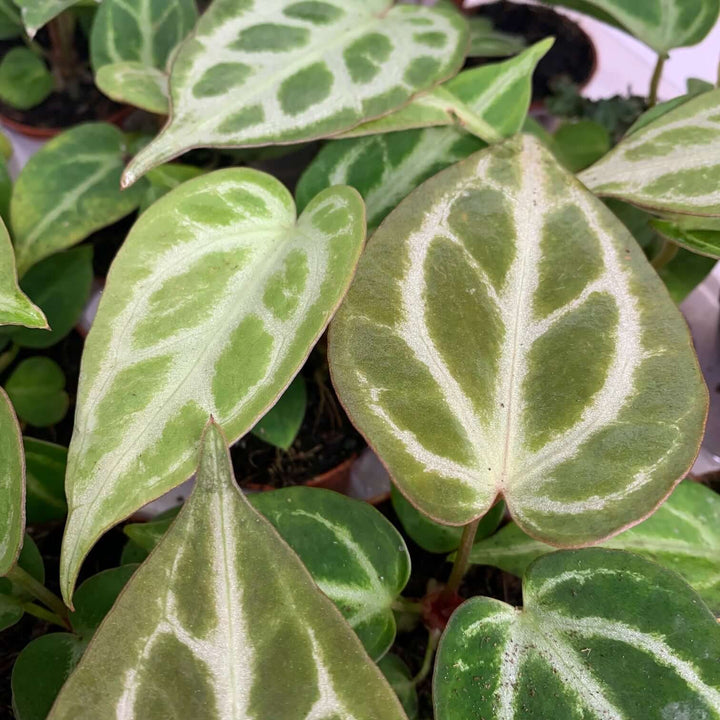 Anthurium crystallinum 'Silver Blush' - young plant Foliage Dreams