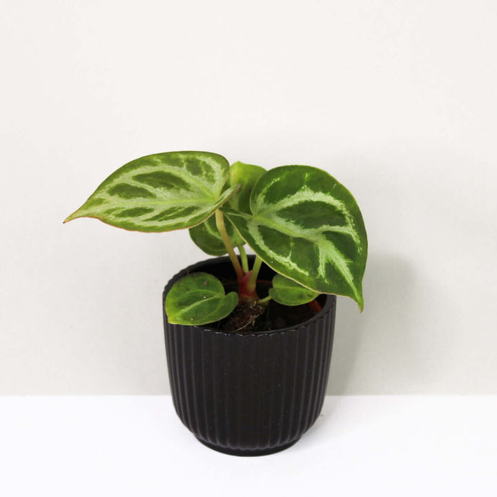 Anthurium crystallinum 'Silver Blush' - young plant Foliage Dreams