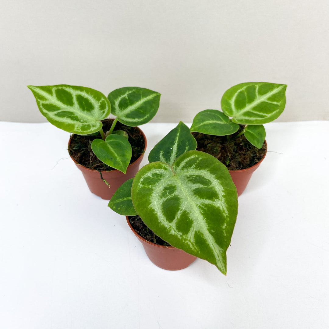Anthurium crystallinum 'Silver Blush' - young plant Foliage Dreams