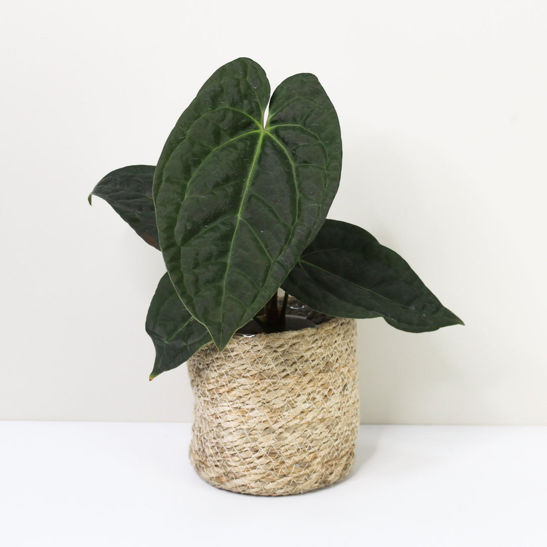 Anthurium Crystallinum x Luxurians Foliage Dreams