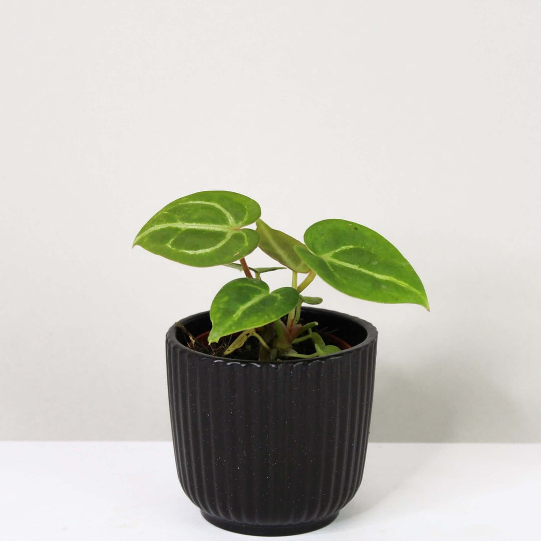 Anthurium Crystallinum - young plant Foliage Dreams