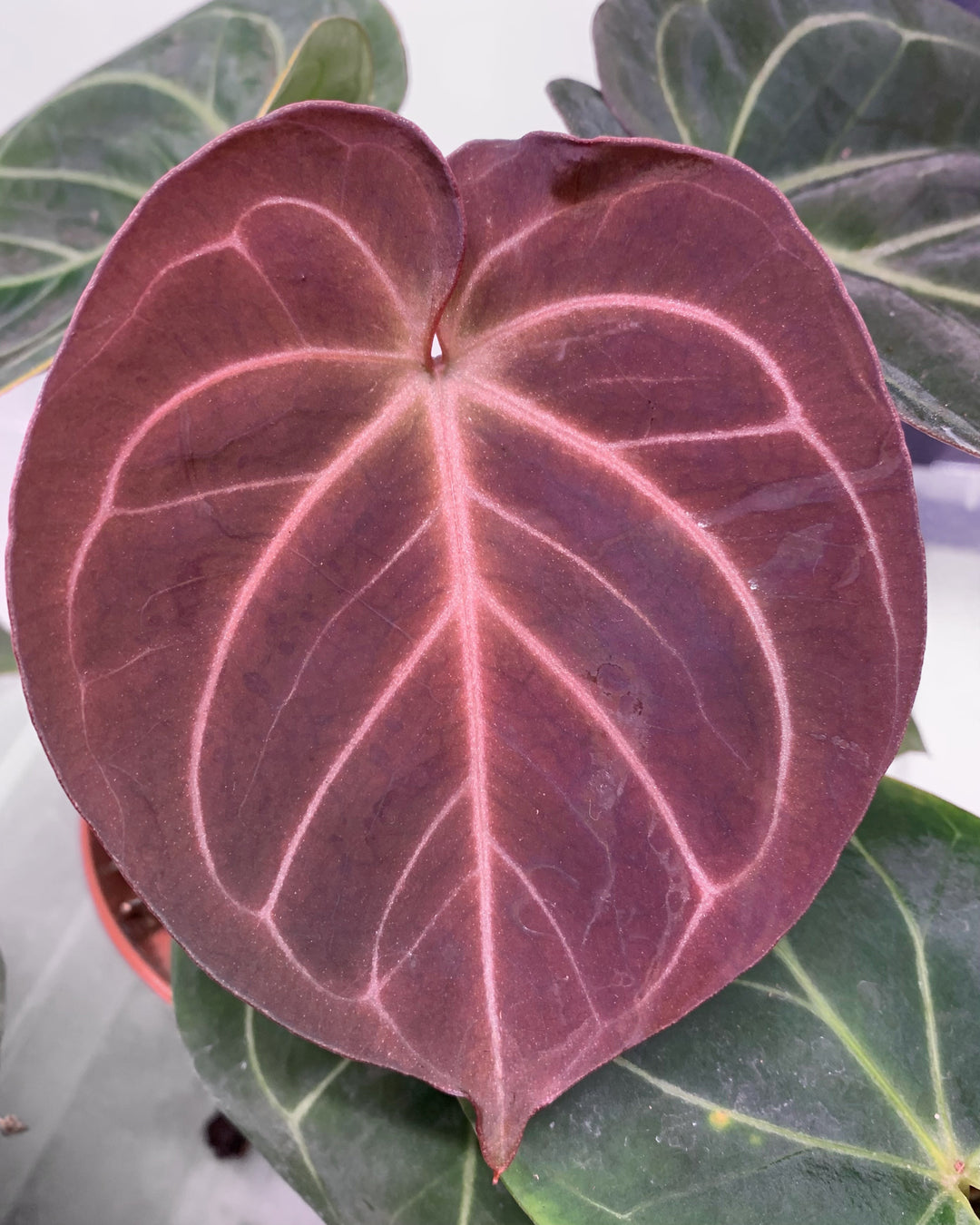 Anthurium King of Spades Foliage Dreams