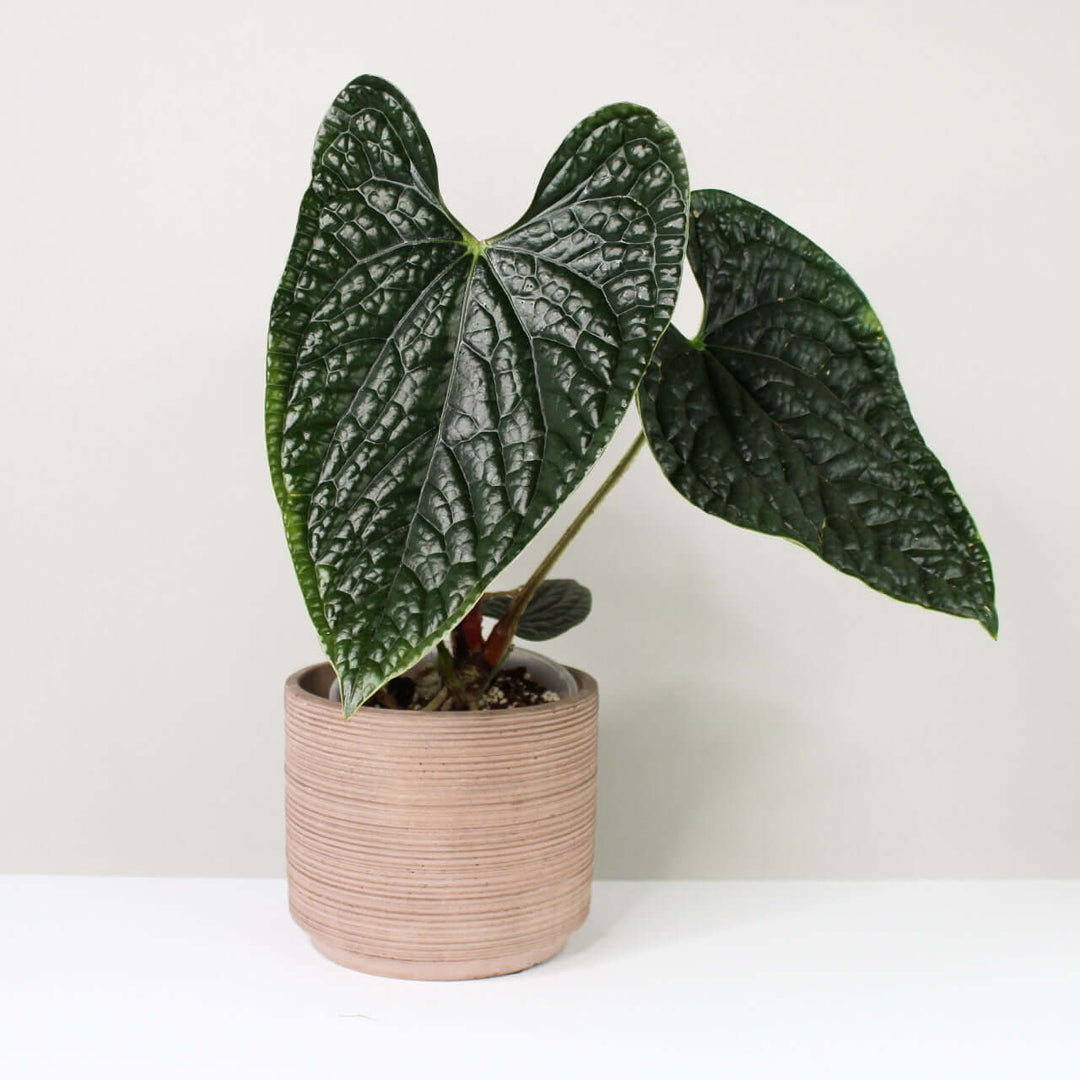 Anthurium luxurians Foliage Dreams
