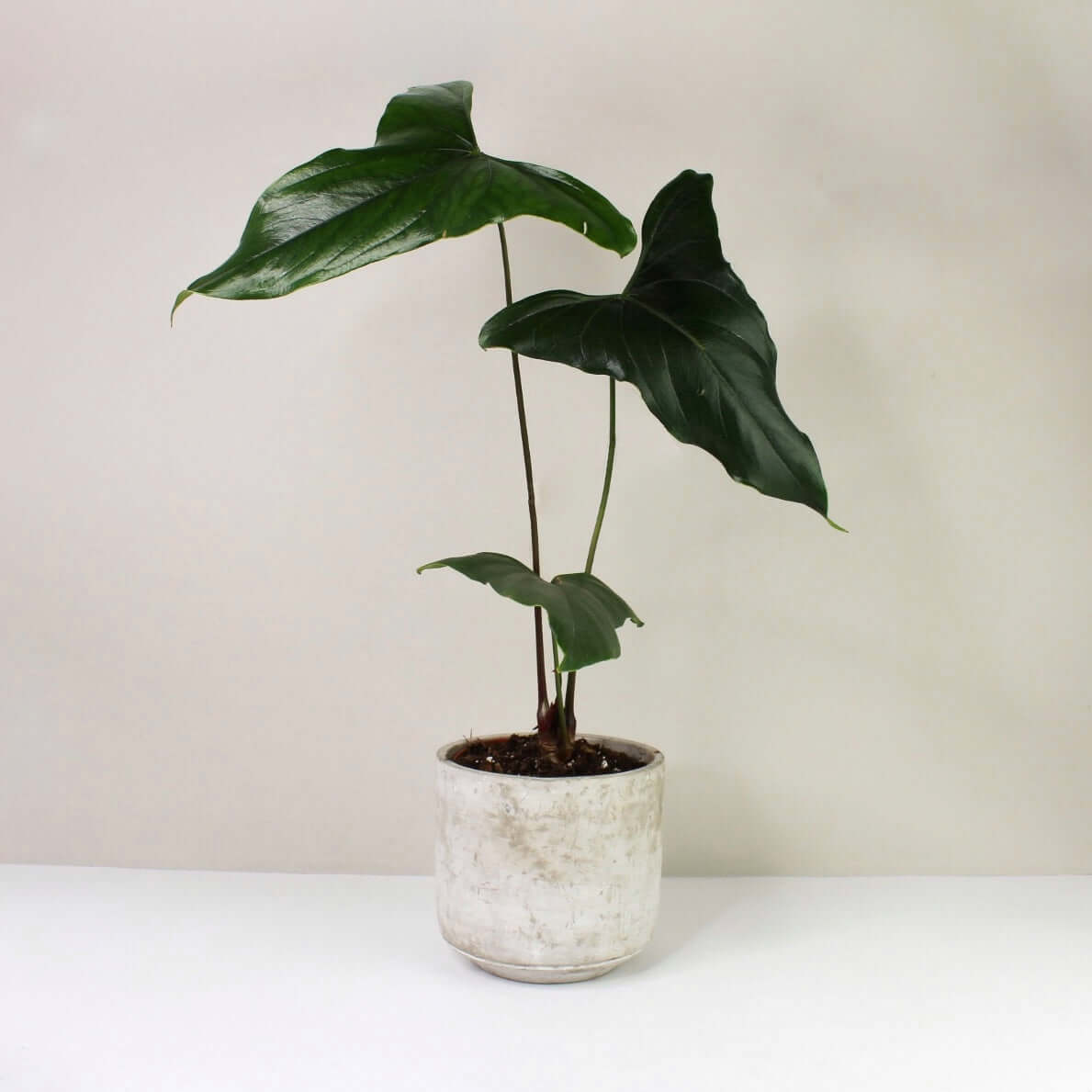 177 nigrolaminum ニグロナミナム アンスリウム 177 nigrolaminum