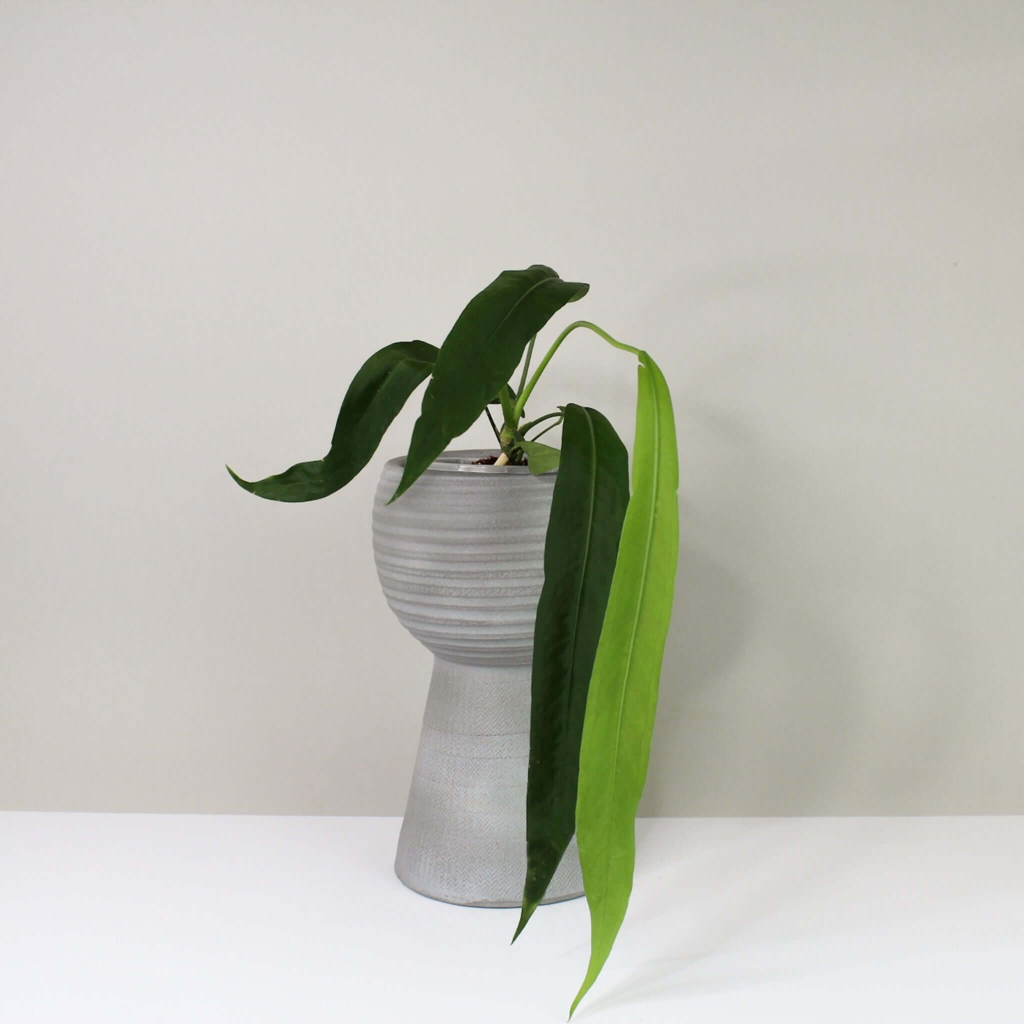 philodendron pallidiflorum Anthurium Pallidiflorum – Foliage Dreams