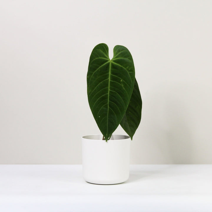 Anthurium Queremalense Foliage Dreams